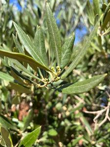 L’olivier est l’arbre symbole de la Méditerranée et des nombreuses civilisations qui s’y sont succédées. © ClimOliveMed
