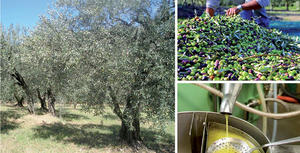 Le système de production : une approche agronomique et économique de la filière olive © A. Guichardaz, Cirad