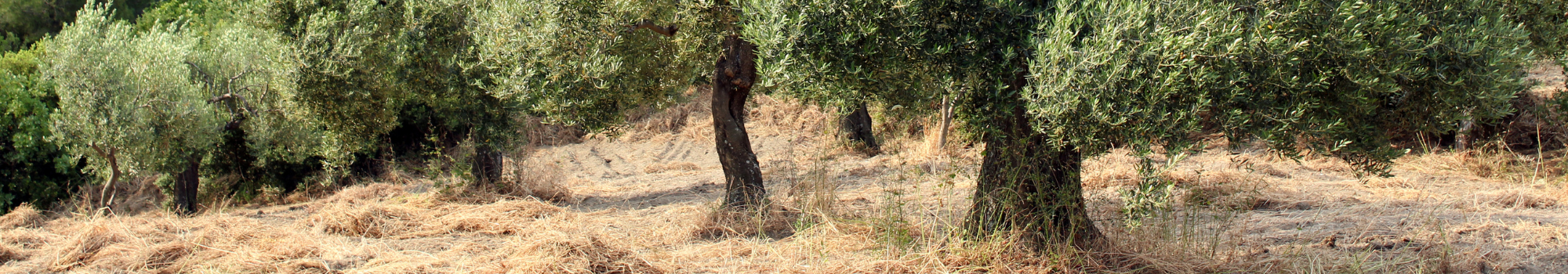 verger olivier © Image libre de droit